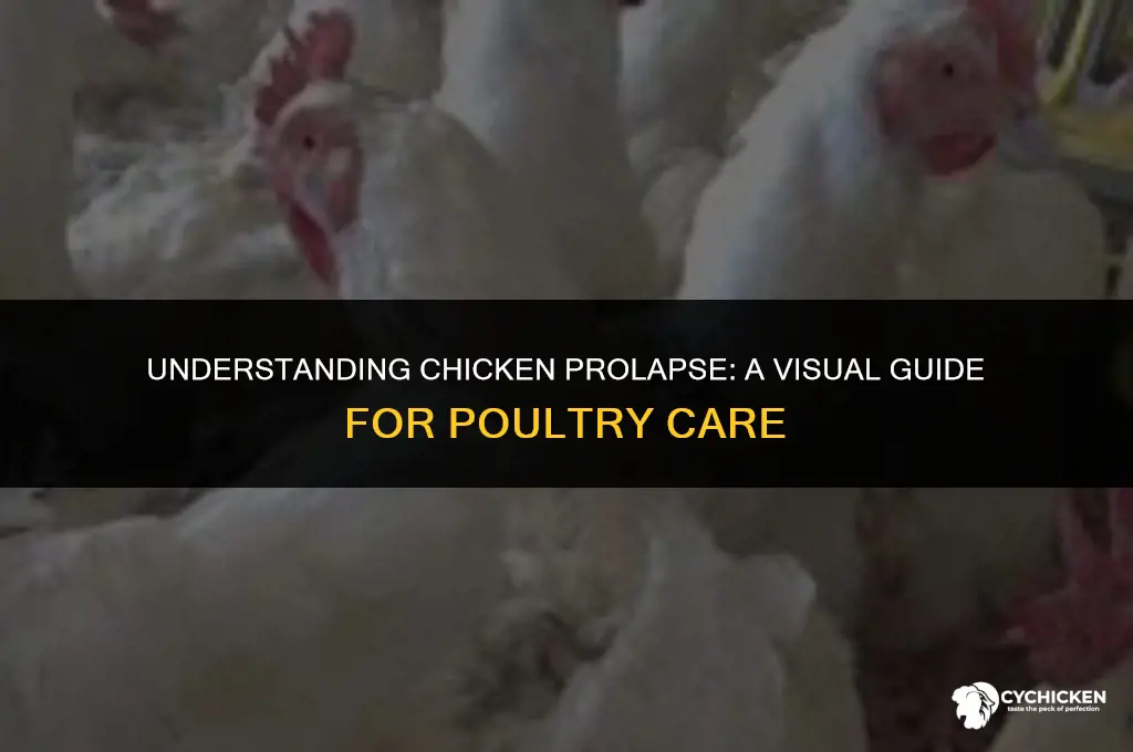 what does a chicken prolapse look like