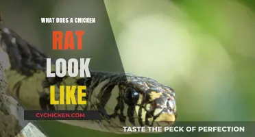 Unveiling the Appearance of Chicken Rats: A Visual Guide