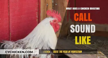 The Distinctive Sounds of a Chicken Roosting at Night