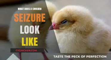 Understanding Chicken Seizures: A Visual Guide for Poultry Owners