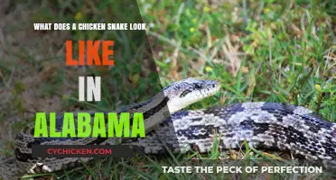 Alabama's Chicken Snake: A Visual Guide to Identification
