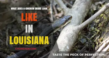 Discovering the Unique Appearance of Chicken Snakes in Louisiana