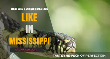 Exploring the Appearance of Chicken Snakes in Mississippi