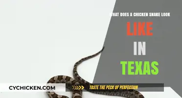 Discovering the Appearance of Chicken Snakes in Texas