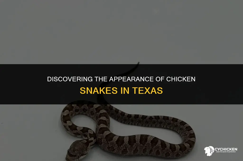 what does a chicken snake look like in texas