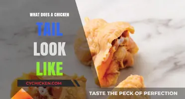 Exploring the Unique Features of a Chicken's Tail