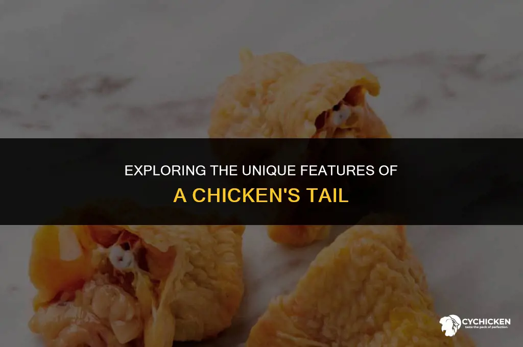 what does a chicken tail look like