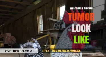Exploring the Appearance and Signs of Tumors in Chickens