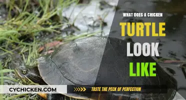 Exploring the Unique Appearance of Chicken Turtles: A Visual Guide