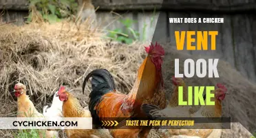 Exploring the Appearance and Function of a Chicken's Vent