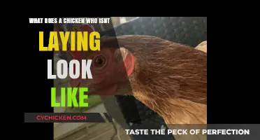 The Unassuming Appearance of a Non-Laying Chicken: A Visual Guide