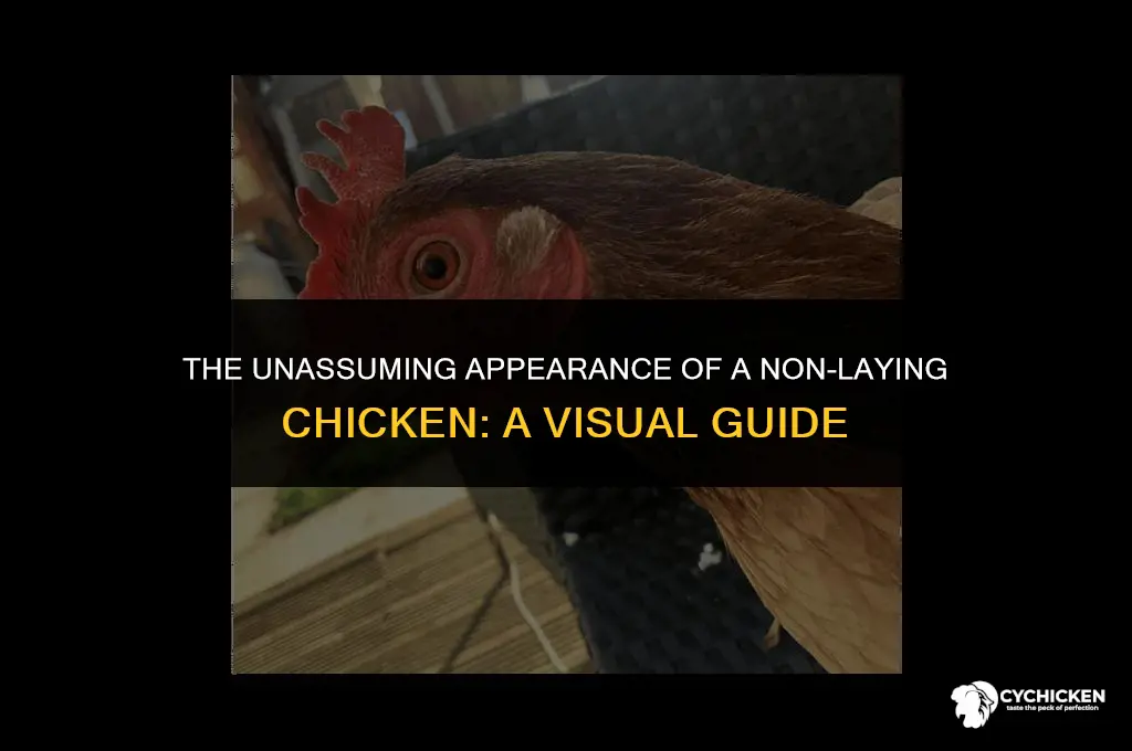 what does a chicken who isnt laying look like