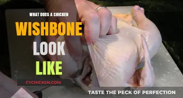 Unveiling the Mystique: What Does a Chicken Wishbone Look Like?