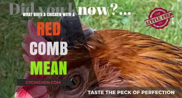 Why Do Chickens Have Red Combs?