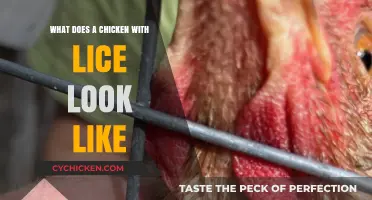 Identifying Chicken Lice: Symptoms and Treatment Options