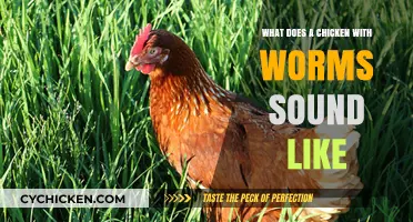 Cluck and Squawk: Decoding the Noises of a Chicken with Worms