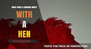 What Does a Chicken Write With? Unraveling the Hen's Quill Mystery