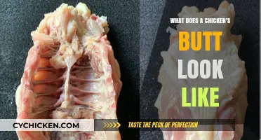 Exploring the Unique Anatomy of a Chicken's Rear End