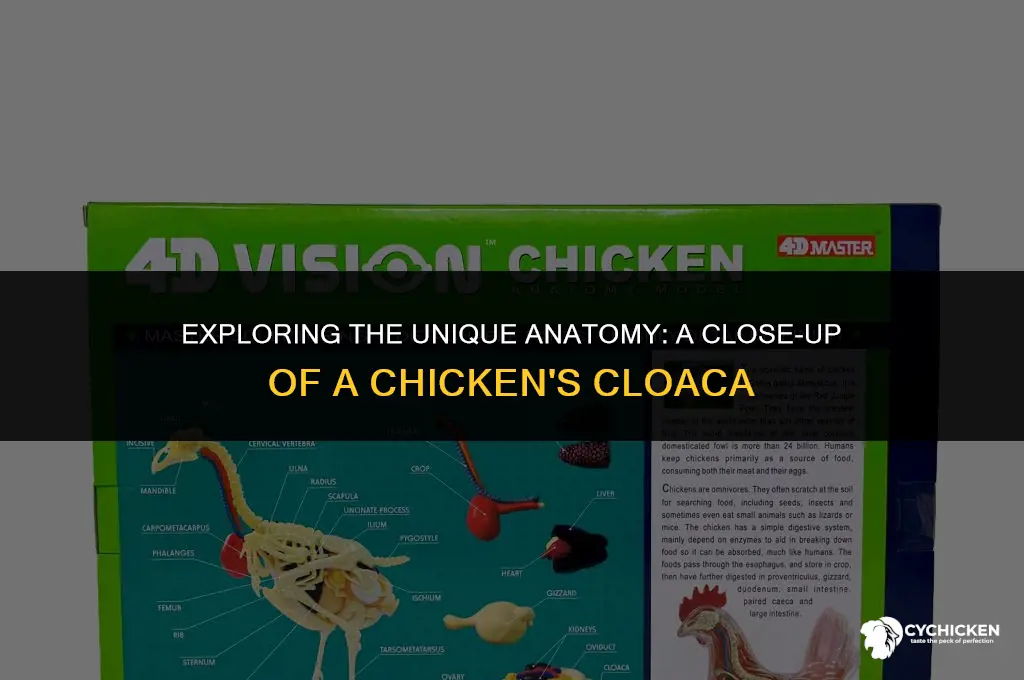 what does a chicken
