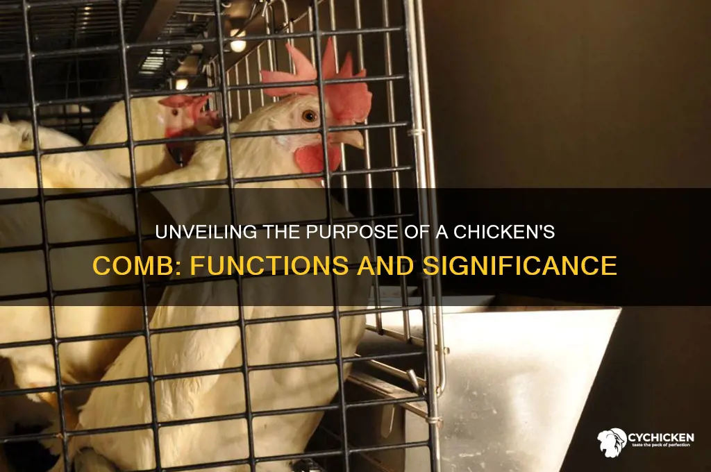 what does a chicken