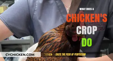Understanding the Chicken's Crop: Function, Importance, and Care Tips