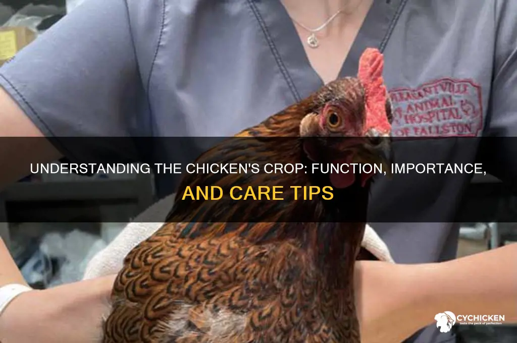 what does a chicken