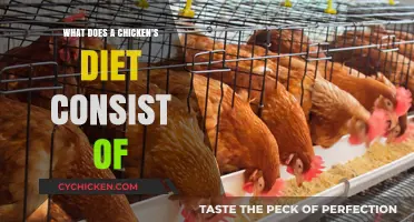 Understanding the Nutritional Needs and Ideal Diet for Chickens
