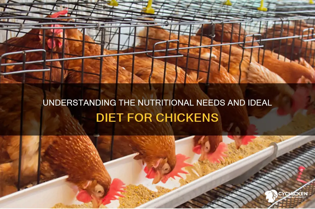 what does a chicken