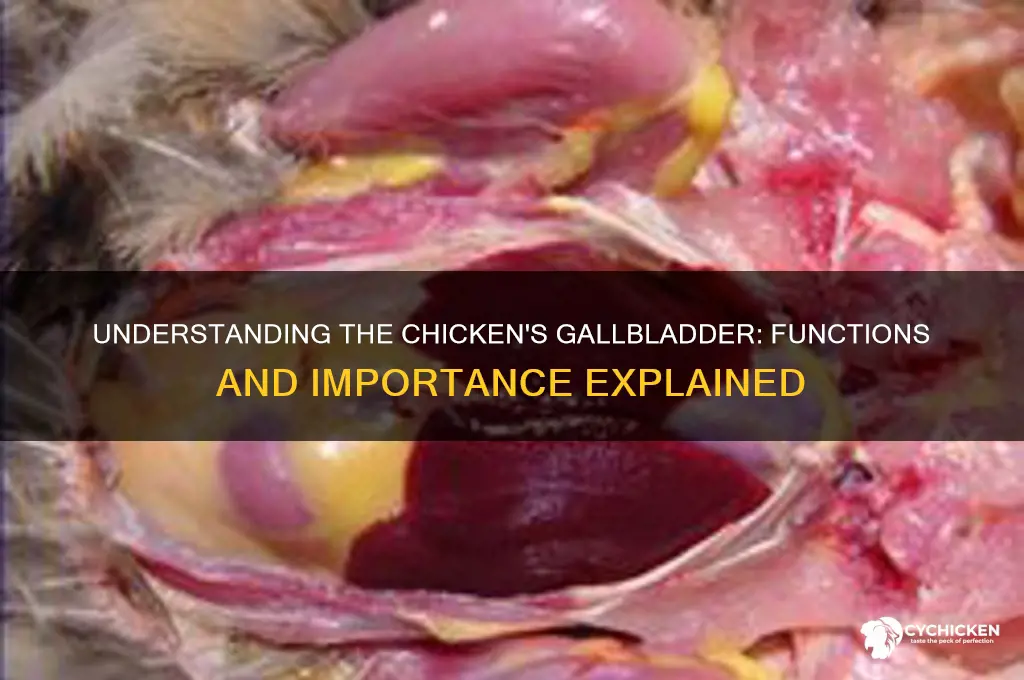 what does a chicken
