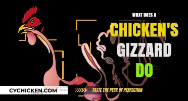 Understanding the Chicken's Gizzard: Its Vital Role in Digestion Explained