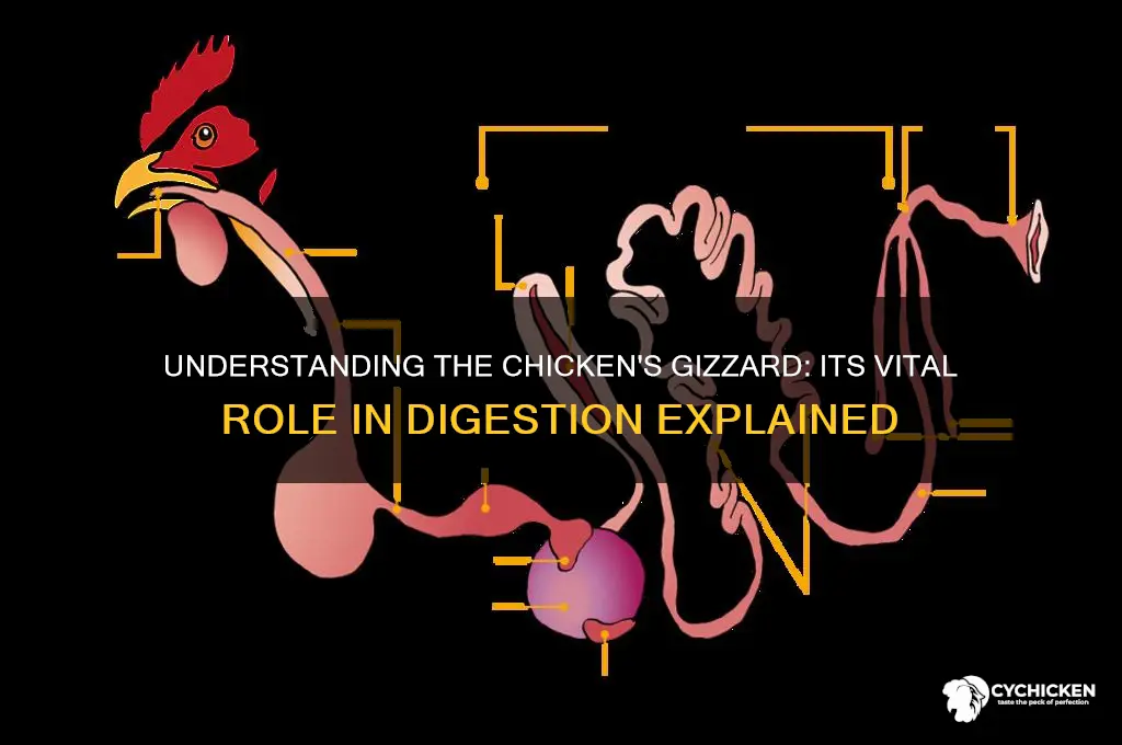 what does a chicken