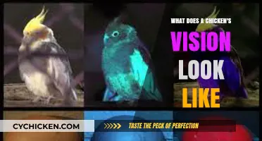 Exploring the World Through a Chicken's Eyes: A Unique Perspective