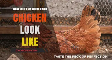 Discover the Unique Features of a Cinnamon Queen Chicken