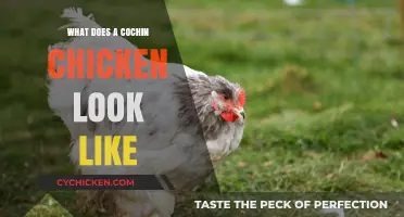 Feathered Elegance: The Unique Appearance of Cochin Chickens