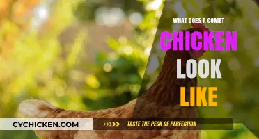 Feathered Comet: Unveiling the Unique Appearance of Comet Chickens