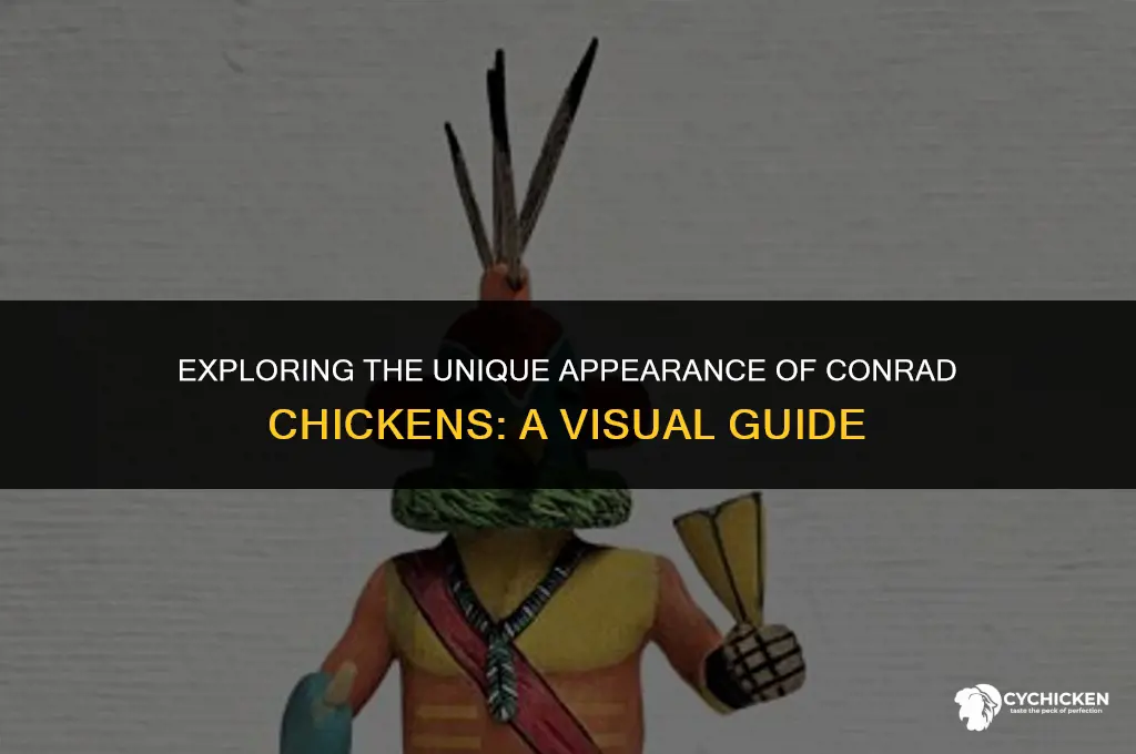 what does a conrad chicken look like