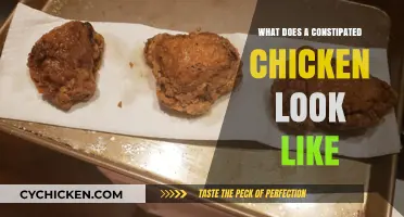 Signs of Constipation in Chickens: What to Look Out For