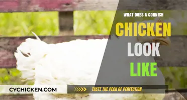 Discover the Unique Appearance of Cornish Chickens: A Visual Guide