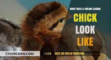 Exploring the Unique Appearance of Cream Legbar Chicks