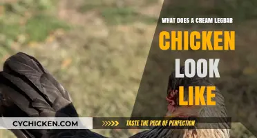 Discover the Unique Appearance of Cream Legbar Chickens