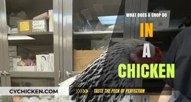 Understanding the Role of a Crop in Chicken Digestion and Health