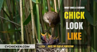 Unveiling the Adorable Appearance of a Cuckoo Chick