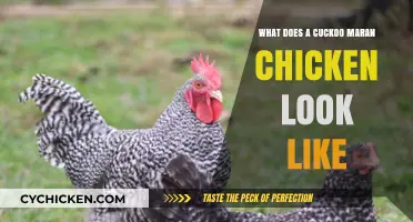 Exploring the Unique Appearance of Cuckoo Maran Chickens