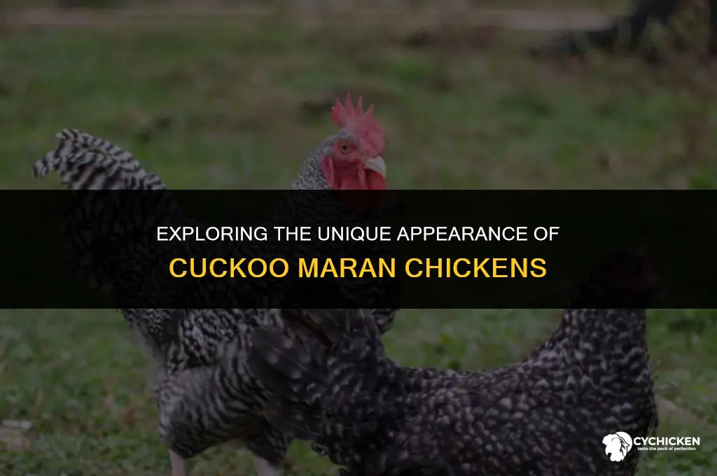 what does a cuckoo maran chicken look like