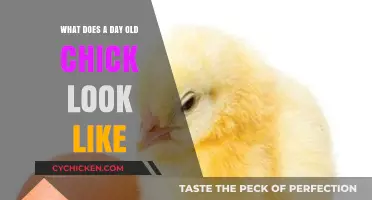 Exploring the Adorable Appearance of a Day-Old Chick