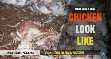 Exploring the Appearance of a Deceased Chicken: A Visual Guide