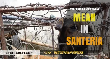 Unraveling the Symbolic Meaning of a Dead Chicken in Santeria