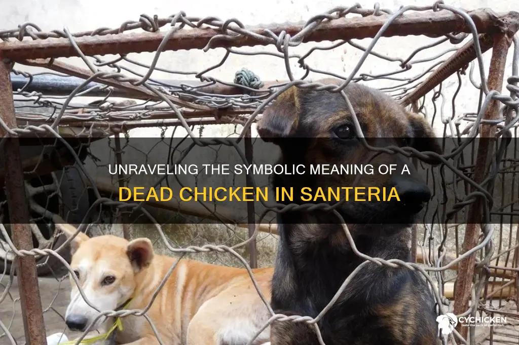 what does a dead chicken mean in santeria