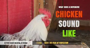 Cluck and Cover: Decoding the Defensive Chicken's Soundtrack
