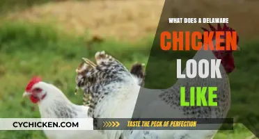 Discover the Unique Appearance of Delaware Chickens: A Visual Guide